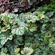 Heuchera 'Green Spice' GM P9