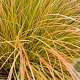 Carex 'Prairie Fire' C1.5 wortelecht