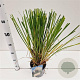 Cortaderia selloana 40-50 cm 2,5L