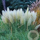 Cortaderia s. 'Splendid Star' GM C5