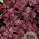 Heuchera 'Midnight Rose' GM P9