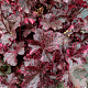 Heuchera 'Midnight Rose' GM P9