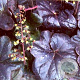 Heuchera 'Obsidian' GM P9
