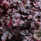 Heuchera 'Obsidian' GM P9