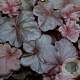 Heuchera 'Obsidian' GM P9