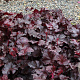Heuchera 'Obsidian' GM P9