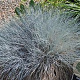 Festuca 'Elijah Blue' C1.5 wortelecht