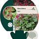 Heuchera 'Paris' GM P9