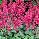 Heuchera 'Paris' GM P9