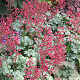 Heuchera 'Paris' GM P9
