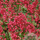 Heuchera 'Paris' GM P9