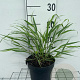 Hakonechloa macra GM 2,0L