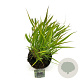 Hakonechloa macra GM 2,0L
