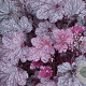 Heuchera 'Plum Pudding' GM P9