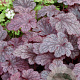 Heuchera 'Plum Pudding' GM P9