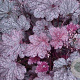 Heuchera 'Plum Pudding' GM P9