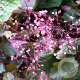 Heuchera 'Rachel' GM P9