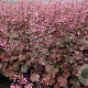 Heuchera 'Rachel' GM P9