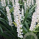 Liriope 'Monroe White' GM 2,0L