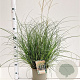 Miscanthus sinensis 'Yakushima Dwarf' 30-40 cm 4,0L