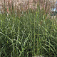 Miscanthus sin. 'Malepartus' GM 10L