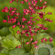 Heuchera sang. 'Leuchtkäfer' GM P9