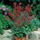 Heuchera sang. 'Leuchtkäfer' GM P9