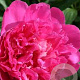 Paeonia (LD) 'Felix Crousse' GM 2,0L