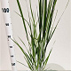 Panicum virgatum 'Northwind' 60-80 cm 2,5L