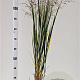 Panicum virgatum 'Northwind' 60-80 cm 2,5L