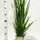 Panicum virgatum 'Northwind' gm 4,0L