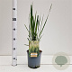 Panicum virgatum 'Northwind' gm 4,0L