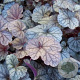 Heuchera 'Silver Scrolls' GM P9