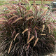Pennisetum 'Rubrum Dwarf' GM 2,0L