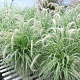 Pennisetum 'Sky Rocket' GM 2,0L