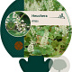 Heuchera villosa GM P9