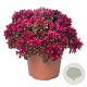 Sedum spurium Spot On Deep Rose GM  P11