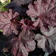 Heuchera 'Magnum' GM P9