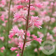 Heucherella a. 'Bridget Bloom' GM P9