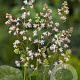 Heucherella a. 'Bridget Bloom' GM P9