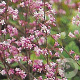 Heucherella a. 'Bridget Bloom' GM P9
