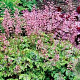 Heucherella a. 'Rosalie' GM P9