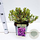 Rhododendron impeditum select 25-30 cm 3,0L