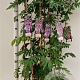 Wisteria floribunda 'Rosea' 100-125 cm rozenpot 2L