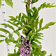 Wisteria floribunda 'Rosea' 175-200 cm 25L