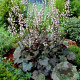 Heucherella 'Quicksilver' GM P9