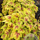 Heucherella 'Stoplight' GM P9