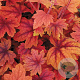 Heucherella 'Sweet Tea' GM P9
