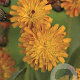 Hieracium aurantiacum GM P9