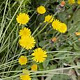 Hieracium pilosella GM P9